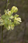 Largeflower milkweed